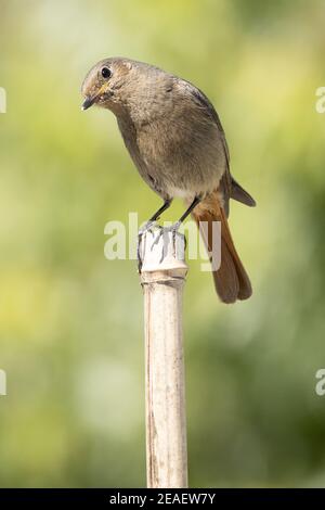 Ein neugieriger Schwarzrotstart (Phoenicurus ochruros). Dies ist ein kleiner Singvogel der Rotstartsattung Phoenicurus. Stockfoto