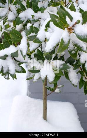 lorbeer Baum im Topf mit Schnee bedeckt, norfolk, england Stockfoto