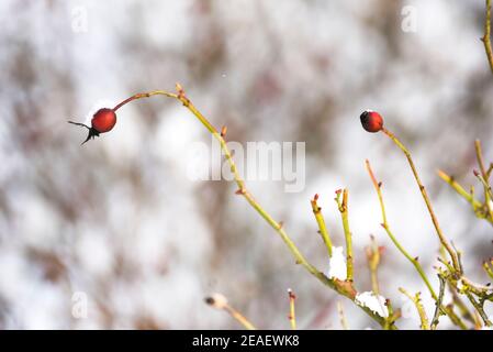 Schneebedeckte Äste und Rosenblätter, Winterlandschaft. Stockfoto
