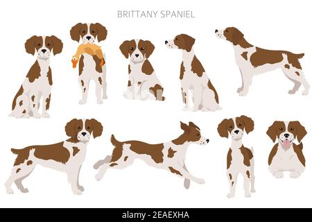 Brittany Spaneil Cliparts. Verschiedene Posen eingestellt. Erwachsene und Welpen Hunde Infografik. Vektorgrafik Stock Vektor