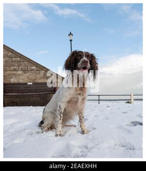 Englisch Springer Spaniel sitzend Stockfoto