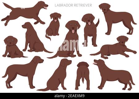 Labrador Retriever Hunde in verschiedenen Posen und Fellfarben. Erwachsene und Welpen Hunde. Vektorgrafik Stock Vektor