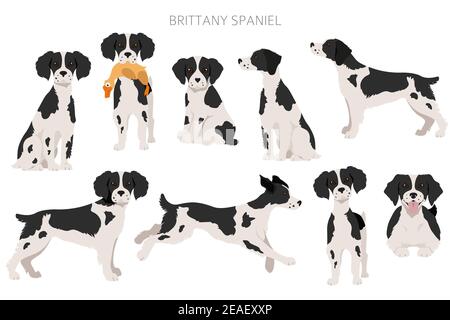 Brittany Spaneil Cliparts. Verschiedene Posen eingestellt. Erwachsene und Welpen Hunde Infografik. Vektorgrafik Stock Vektor