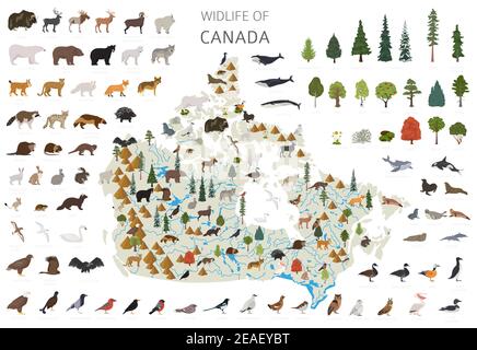 Flaches Design der kanadischen Tierwelt. Tiere, Vögel und Pflanzen Konstruktor Elemente isoliert auf weißem Set. Erstellen Sie Ihre eigene Geographie Infografiken Sammlung Stock Vektor