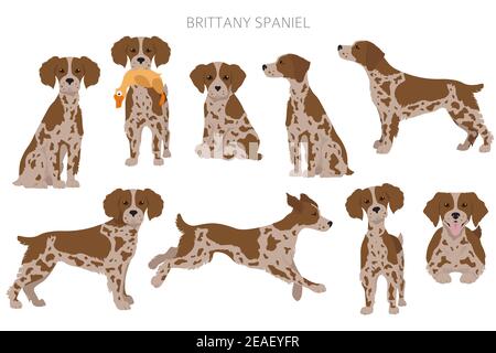 Brittany Spaneil Cliparts. Verschiedene Posen eingestellt. Erwachsene und Welpen Hunde Infografik. Vektorgrafik Stock Vektor