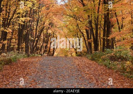 La Route de la Station en automne, Sainte-Apolline, Québec Stockfoto