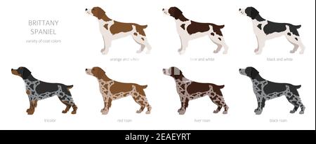 Brittany Spaneil Cliparts. Verschiedene Posen eingestellt. Erwachsene und Welpen Hunde Infografik. Vektorgrafik Stock Vektor