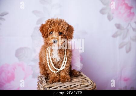 Cute kleine Bichon Pudel Bichpoo Welpe Hund auf einem stehen Korb in einem Studio-Setting Stockfoto