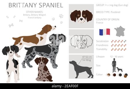 Brittany Spaneil Cliparts. Verschiedene Posen eingestellt. Erwachsene und Welpen Hunde Infografik. Vektorgrafik Stock Vektor