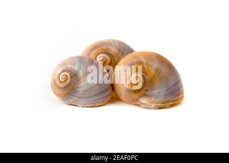 Muscheln auf weißem Hintergrund Stockfoto