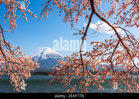 Mt. Fuji, Japan am Kawaguchi See während der Frühjahrssaison mit Kirschblüten. Stockfoto