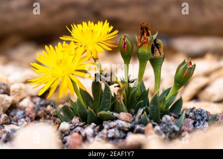 Sempervivum (Houseleek) im Sommer Blume Stockfoto