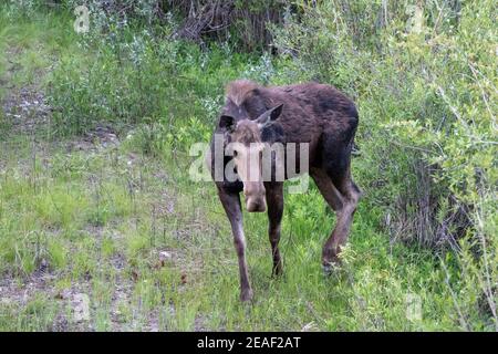 Ein Kuhelch sucht am Snake River in Wyoming nach Futter. Stockfoto