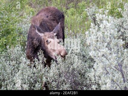 Ein Kuhelch sucht am Snake River in Wyoming nach Futter. Stockfoto