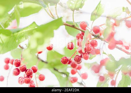 Ein Zweig mit roten Beeren im Hintergrund. Luftlichtfotografie, schöner natürlicher Hintergrund Stockfoto