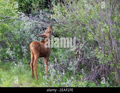 Ein Wadenelch sucht entlang des Snake River in Wyoming nach Nahrung. Stockfoto