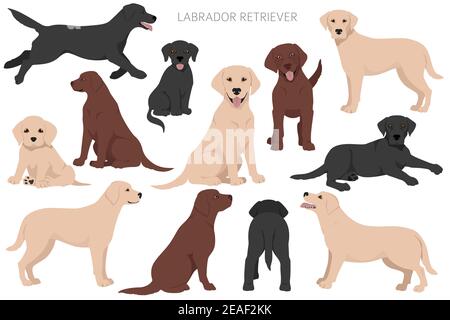 Designer, Enrage, hybrid mix Hunde Sammlung auf Weiß isoliert. Flat Style clipart eingestellt. Vector Illustration Stock Vektor