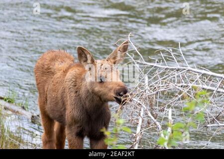 Ein Baby (Kalb) Elch stösst auf einer Weide am Rande des Snake River im Grand Teton National Park, Wyoming. Stockfoto