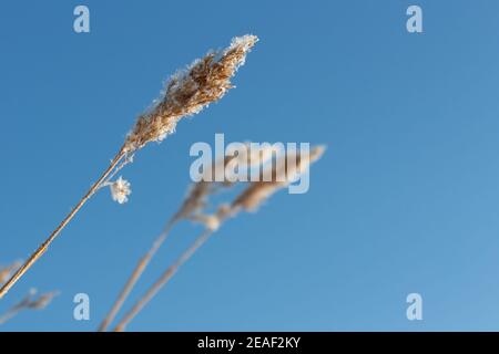 Morgensonne scheint auf goldenem Gras Korn Samen Köpfe bedeckt Im Winter bei Frost und Schnee Stockfoto