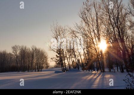 Morgensonne scheint durch Bäume auf offenem Feld bedeckt Neuschnee Stockfoto