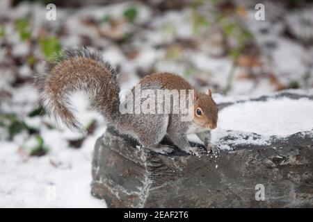 UK Wetter, 9. Februar 2021, London: Vogelsaat auf verschneiten Terrassen in einem Vorstadtgarten zieht ein Eichhörnchen an, das auf einem gefrorenen Vogelbad verbarscht. Während des kalten Wetters werden die Menschen ermutigt, Nahrung und Wasser für Vögel und Tiere zu vergießen. Anna Watson/Alamy Live News Stockfoto