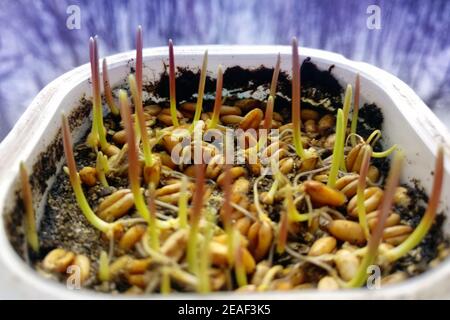 Gerste im Winter auf der Fensterbank anbauen. Keimende Körner und junge Triebe von grünem Gras. Gerste Sprossen Nahaufnahme gegen das Winterfenster. Stockfoto