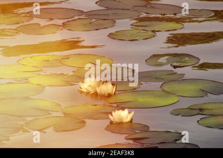 Weiße Seerose im See. Wasser weiße Lilien in der Sonne. Eine schöne Blume in einem Sommerteich. Stockfoto