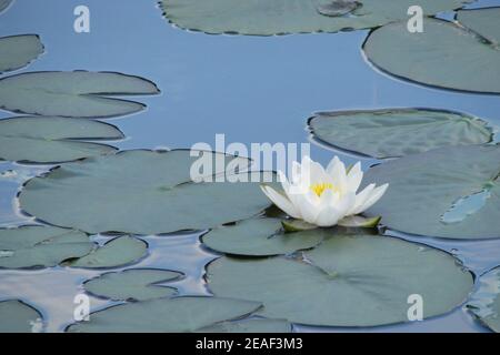 Weiße Blume mit gelbem Zentrum auf dem Teich. Blühende Seerosen auf dem See. Wunderschöne weiße Wasserlilie. Stockfoto