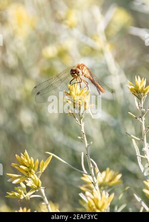 Eine Orange Meadowhawk Libelle sitzt auf einer Sageburstenblume in einem Idaho Feuchtgebiet. Stockfoto