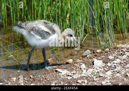 Ein Baby American Avocet sucht Nahrung in einem Idaho Feuchtgebiet. Stockfoto