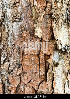 Alte Rinde an Baumstamm gerissen. Stockfoto
