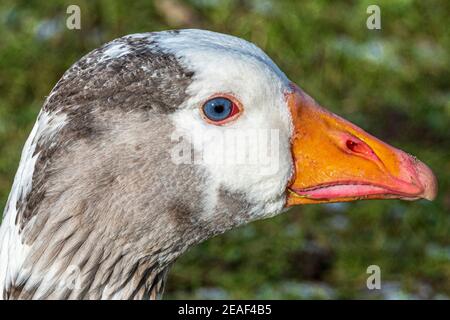 Weißer Hof inländischen Gans Nahaufnahme Kopfschuss. Stockfoto