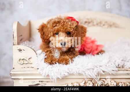 Niedlichen kleinen Bichon Pudel Bichpoo Welpen Hund liegt auf einem Schickes ornatiertes Hundebett Stockfoto