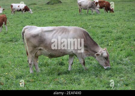 Eine Gruppe von Rindern grasen auf einem üppigen grünen Feld. Hochwertige Fotos Stockfoto