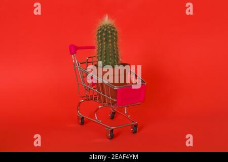 Kaktuspflanze in kleinem Warenkorb isoliert auf rotem Hintergrund mit Platz für Text. Stockfoto