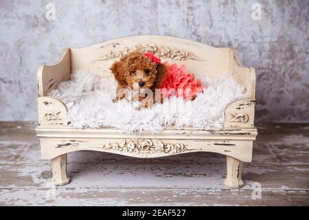 Niedlichen kleinen Bichon Pudel Bichpoo Welpen Hund liegt auf einem Schickes ornatiertes Hundebett Stockfoto