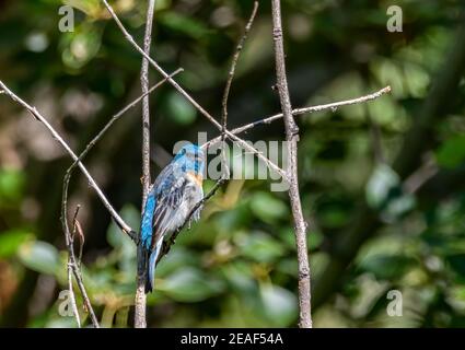 Ein männlicher Lazuli Bunting thront in einem Baum. Stockfoto