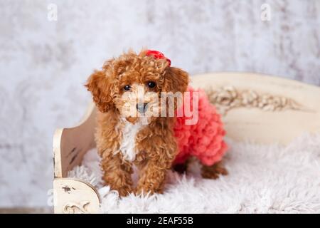 Cute kleine Bichon Pudel Bichpoo Welpe Hund auf einem stehen Schickes ornatiertes Hundebett Stockfoto