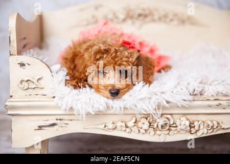 Niedlichen kleinen Bichon Pudel Bichpoo Welpen Hund liegt auf einem Schickes ornatiertes Hundebett Stockfoto