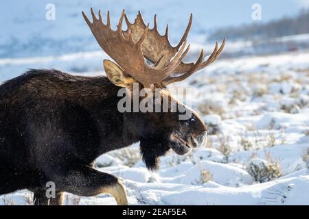 Nahaufnahme eines Elches an einem kalten Tag in Wyoming. Stockfoto