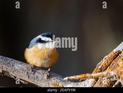 Ein Rotreiher Nuthatch, der auf einem Ast thront. Stockfoto