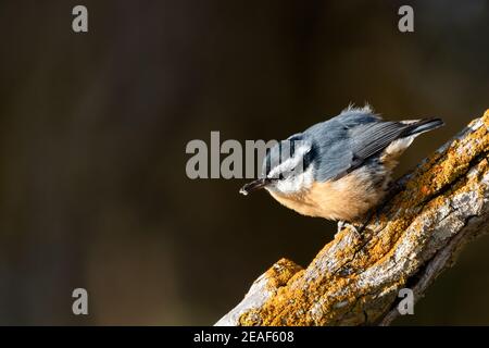 Ein Rotreiher Nuthatch, der auf einem Ast thront. Stockfoto