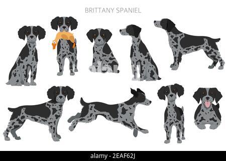 Brittany Spaneil Cliparts. Verschiedene Posen eingestellt. Erwachsene und Welpen Hunde Infografik. Vektorgrafik Stock Vektor