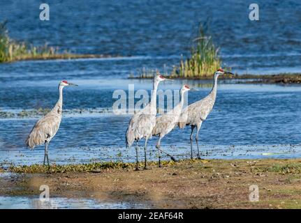 Sandhill Kraniche stehen an den Ufern eines Idaho-Teiches. Stockfoto