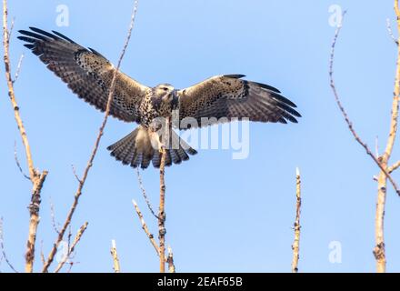 Ein Swainson's Hawk landet in einem Baum. Stockfoto