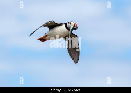 Puffin (Fraterkula arctica) im Flug mit Fisch, Farne Islands, Northumberland, UK Stockfoto