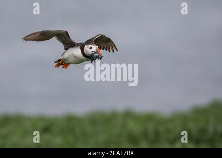 Puffin (Fraterkula arctica) im Flug mit Sandalen, Farne Islands, Northumberland, Großbritannien Stockfoto