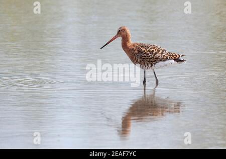 Black tailed Godwit Limosa limosa Fütterung an einem flachen Süßwasser Lagune bei Slimbridge an der Severn Mündung in Gloucestershire UK Stockfoto