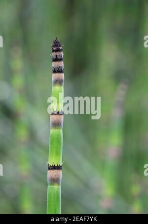 Wachsender Spross des Riesenhorsetail Equisetum telmateia, der in Arten wächst Reiche feuchte Wiese in einer Waldlichtung Somerset Stockfoto