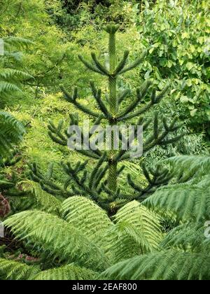 Affe Puzzle Baum Arucaria sapling wächst unter Farnen und anderen Bäumen in Bristol Botanical Gardens UK Stockfoto